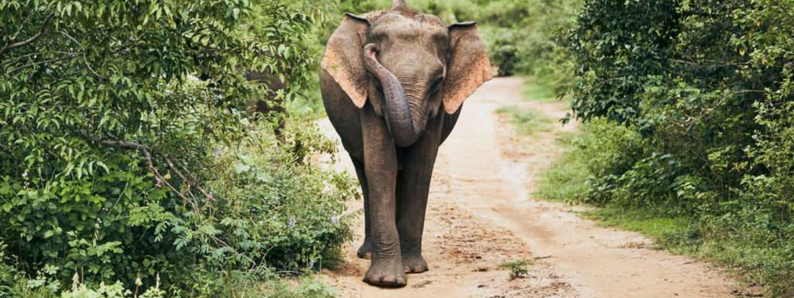 Sri Lanka records 400 elephant deaths in 2023